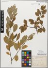 Foto von Salix myrsinifolia Salisb.